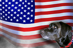 Image of service dog in front of flag